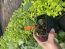 Dallas Red Lantana Camara Flowers Live Plants-Natural Mosquito Repellant Garden-Attract Hummingbirds